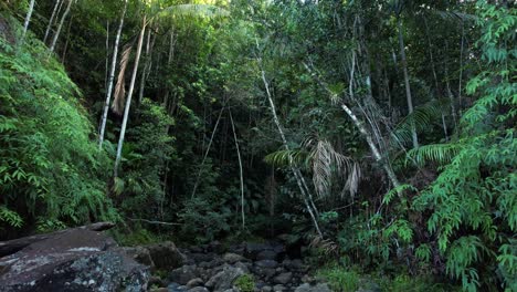 deep inside amazon jungle, exploring unknown