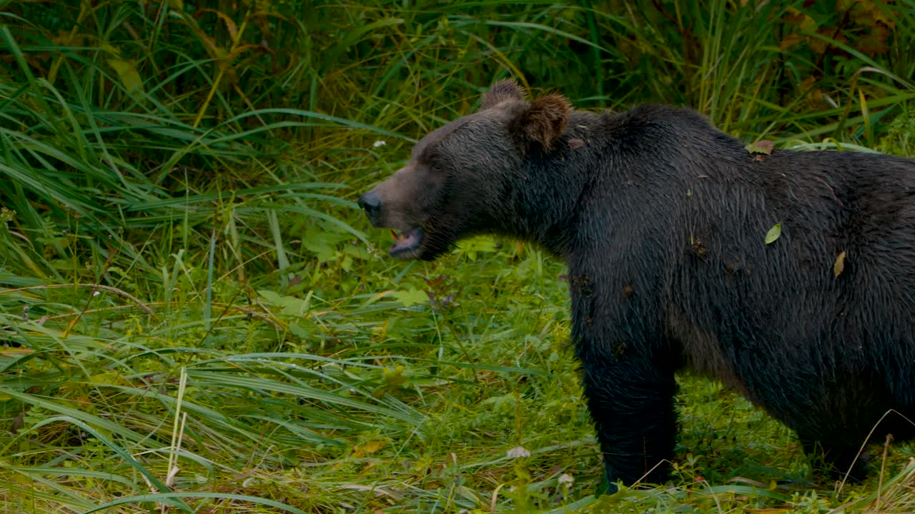 static shot of a girzzly bear foaraging in a field of grass in Orford bay inBute INlet, British Columbia, Canada