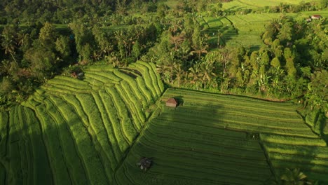 Exuberantes-Campos-De-Arroz-En-Bali-Con-Luz-Solar-Perfecta-Por-La-Mañana,-Jatiluwih,-Antena