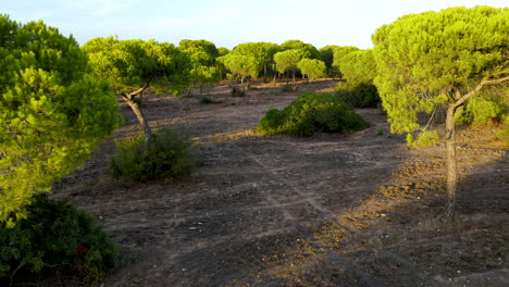 Unique-Evergreen-Pinus-pinea,-also-known-as-the-Italian-stone-pine,-umbrella-pine,-and-parasol-pine-Close-up-in-Forest-in-Cartaya-at-Sunset,-Huelva-Province,-Andalusia,-Spain---Pull-back-POV