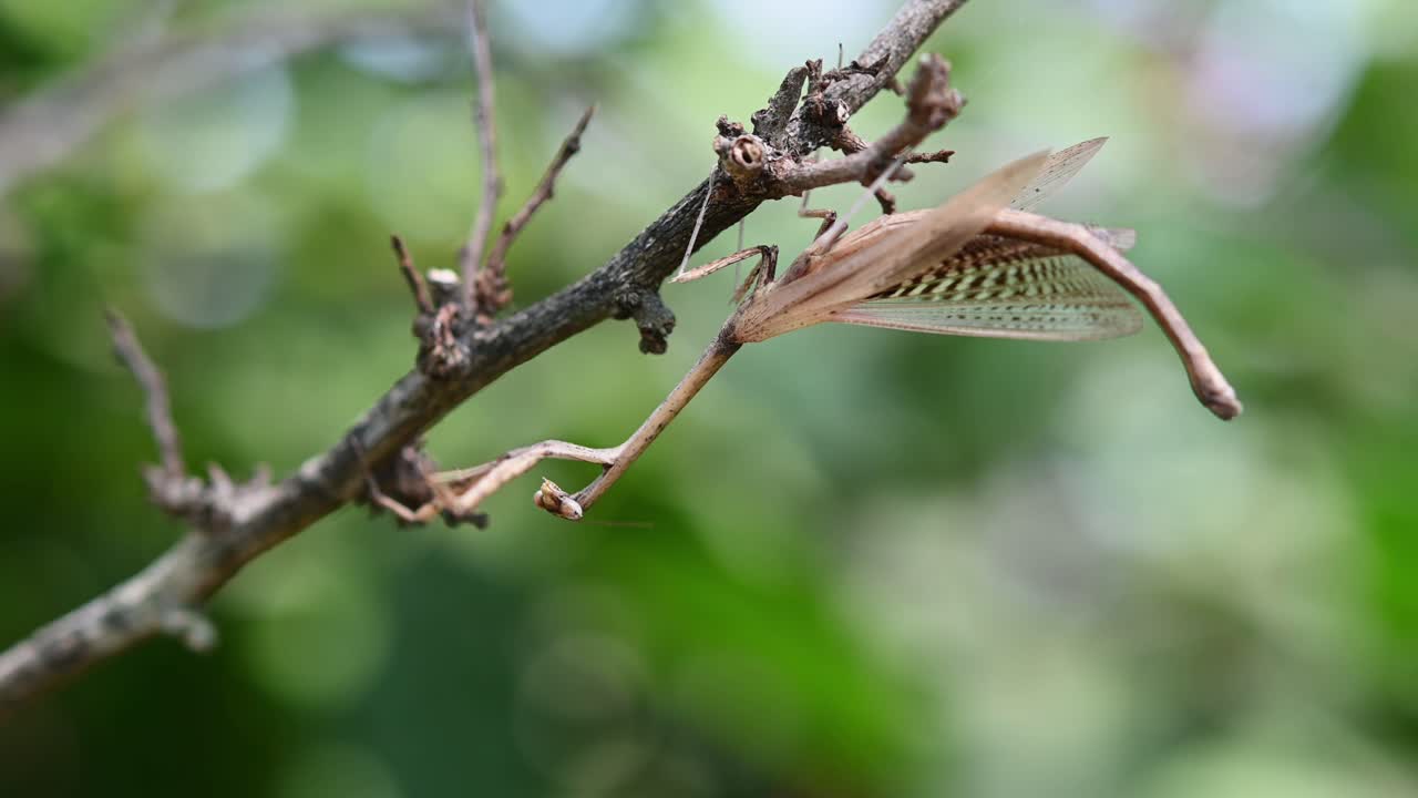 heterochaetula straminea, 사마귀, 4k 영상