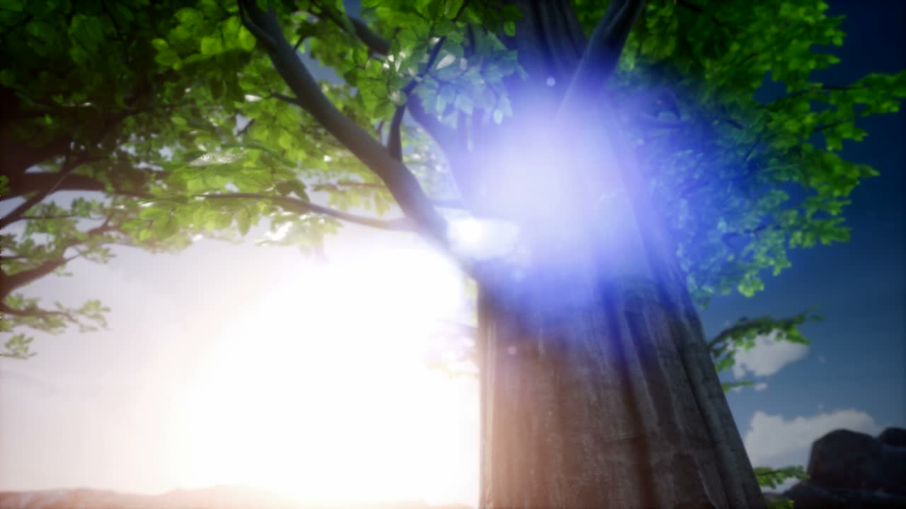 나무들을 가로지르는  ⁇ 빛