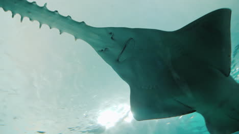 pez espada en un acuario