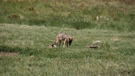 Jackal-shedding-winter-coat-chews-on-carcass-bones-of-savanna-prey