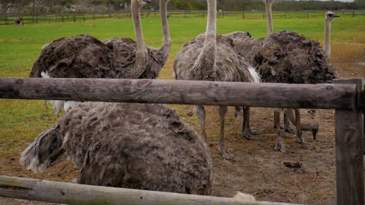 Ostriches have their feathers ruffled in high winds at Cape Point, Cape Town