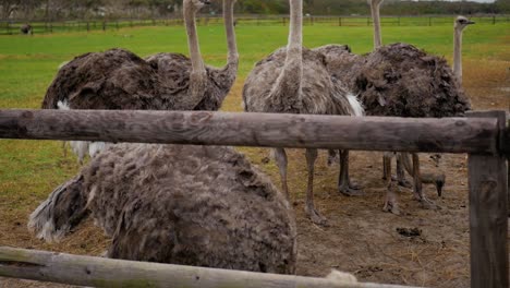los avestruces tienen sus plumas erizadas con fuertes vientos en cape point, ciudad del cabo