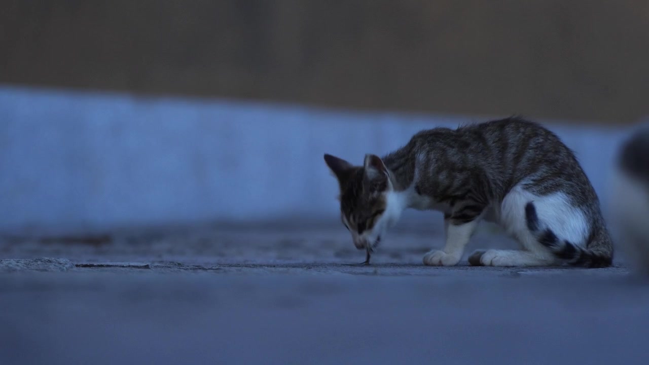 Um gatinho energético tentando caçar um lagarto para o jantar