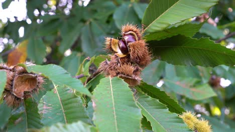 castañas en el árbol