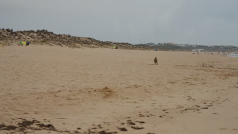 whippet dog sprinting on the beach