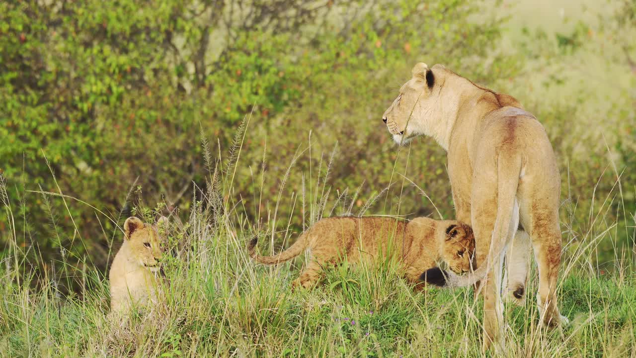 jonge leeuwenkinderen en moeder rusten onder de dekmantel van weelderig groen in dichte vegetatie, afrikaanse dieren in het masai mara national reserve, kenia, big five afrika safari dieren
