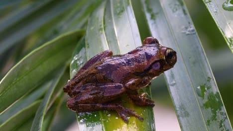 Imágenes-Estáticas-De-Una-Rana-Arborícola-Cubana-Sobre-Hojas-De-Plantas.