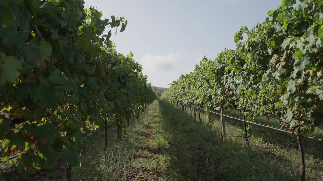 File di viti che crescono in un vigneto tra le linee di piante.
