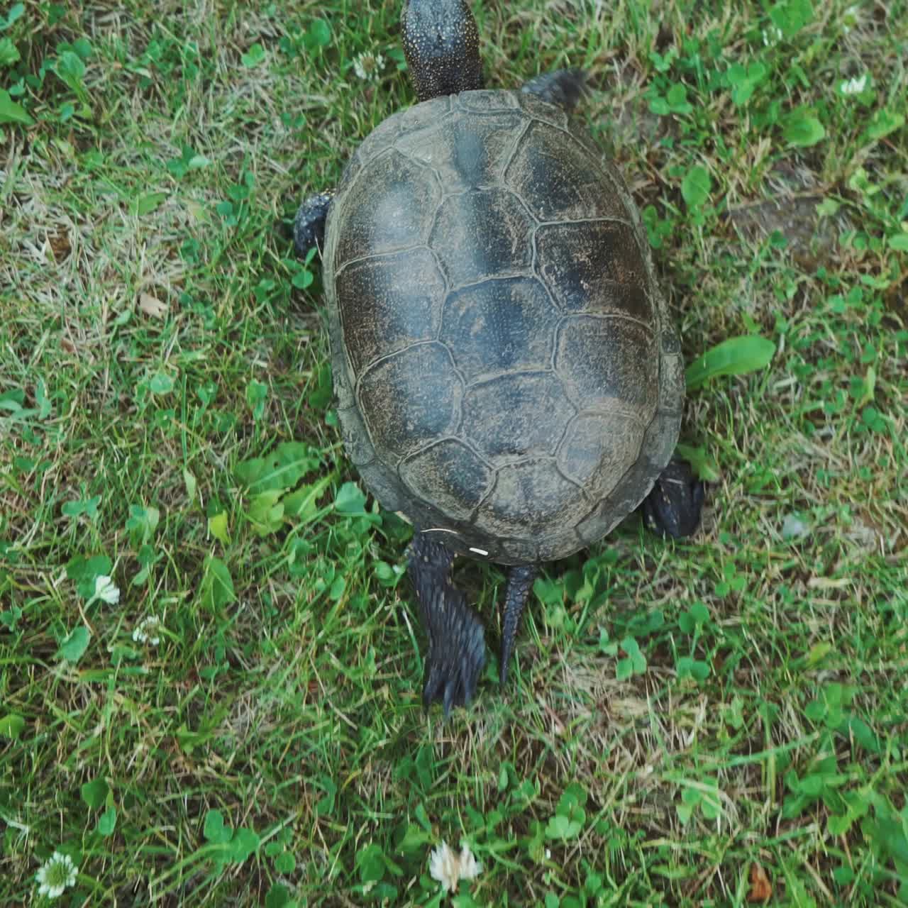 la tortuga se arrastra lentamente por el camino.