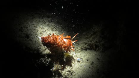 Unique-artistic-underwater-video-of-a-vibrant-sea-creature-in-the-dark-lit-up-only-by-the-light-of-a-scuba-divers-snoot-video-torch