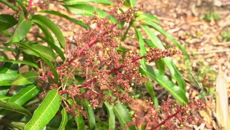 Nice-shot-of-a-cluster-of-young-mangos-tree-flowers-growing-ready-to-grow-into-young-tropical-fruit-exotic