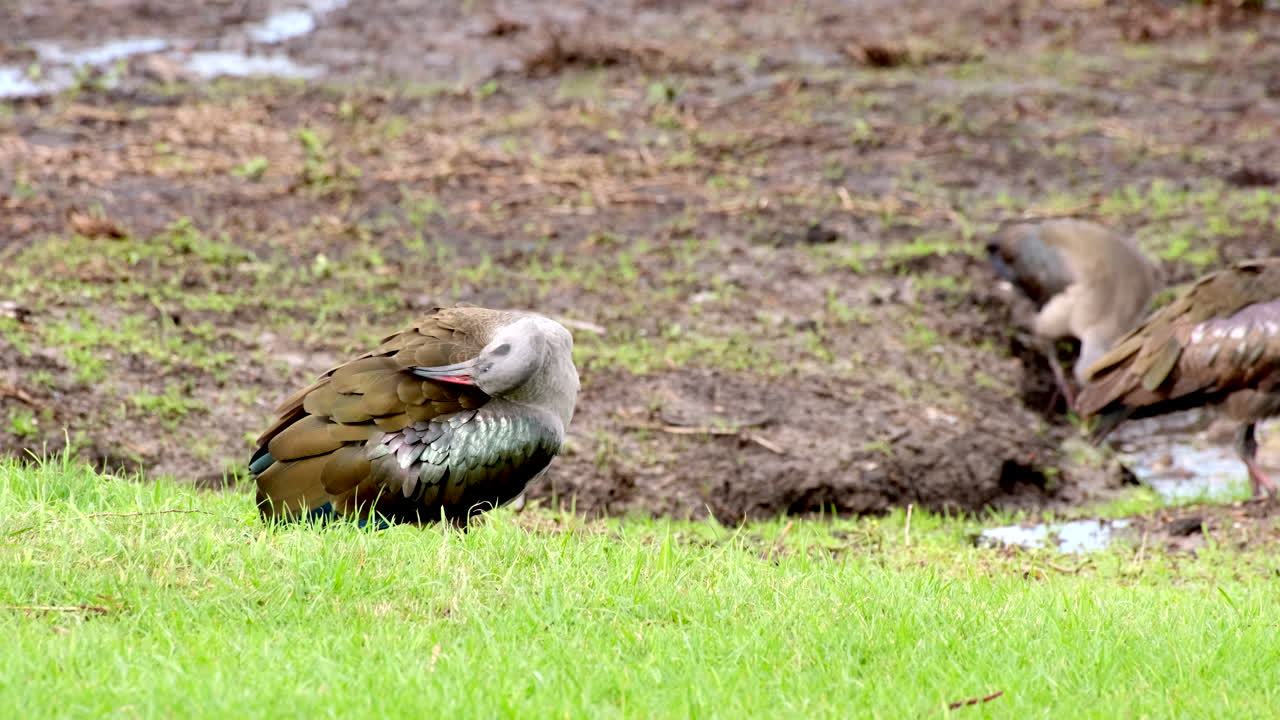 Telephoto view of Hadada ibis preening feathers with curved bill in wetland