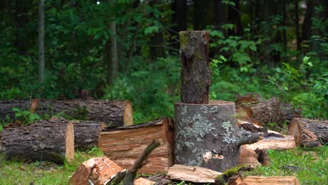 slow motion side shot of a man splitting a cherry log in two with an axe in slow motion