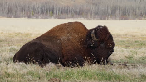 wood bison sleeping in the grassland of whitehorse in yukon, canada. - static shot