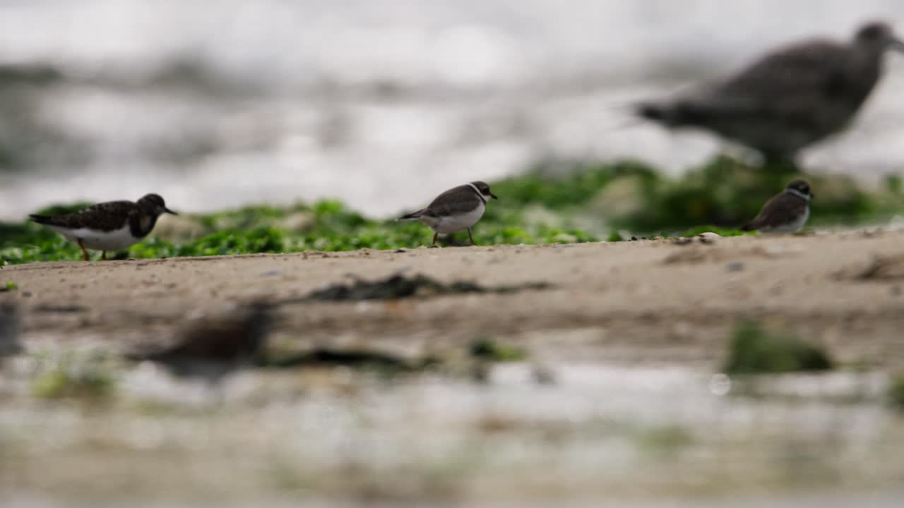 aves costeras en una playa de arena