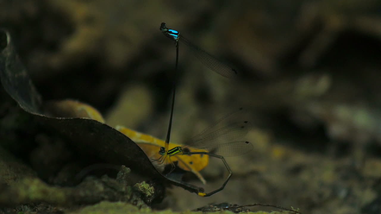 Two Dragonflies in a Forest Setting
