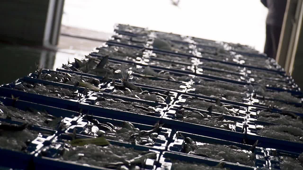 시장에서 판매하기 위해 잡힌 신선한 생선을 모두 보여주는 슬로우 모션 틸팅 샷