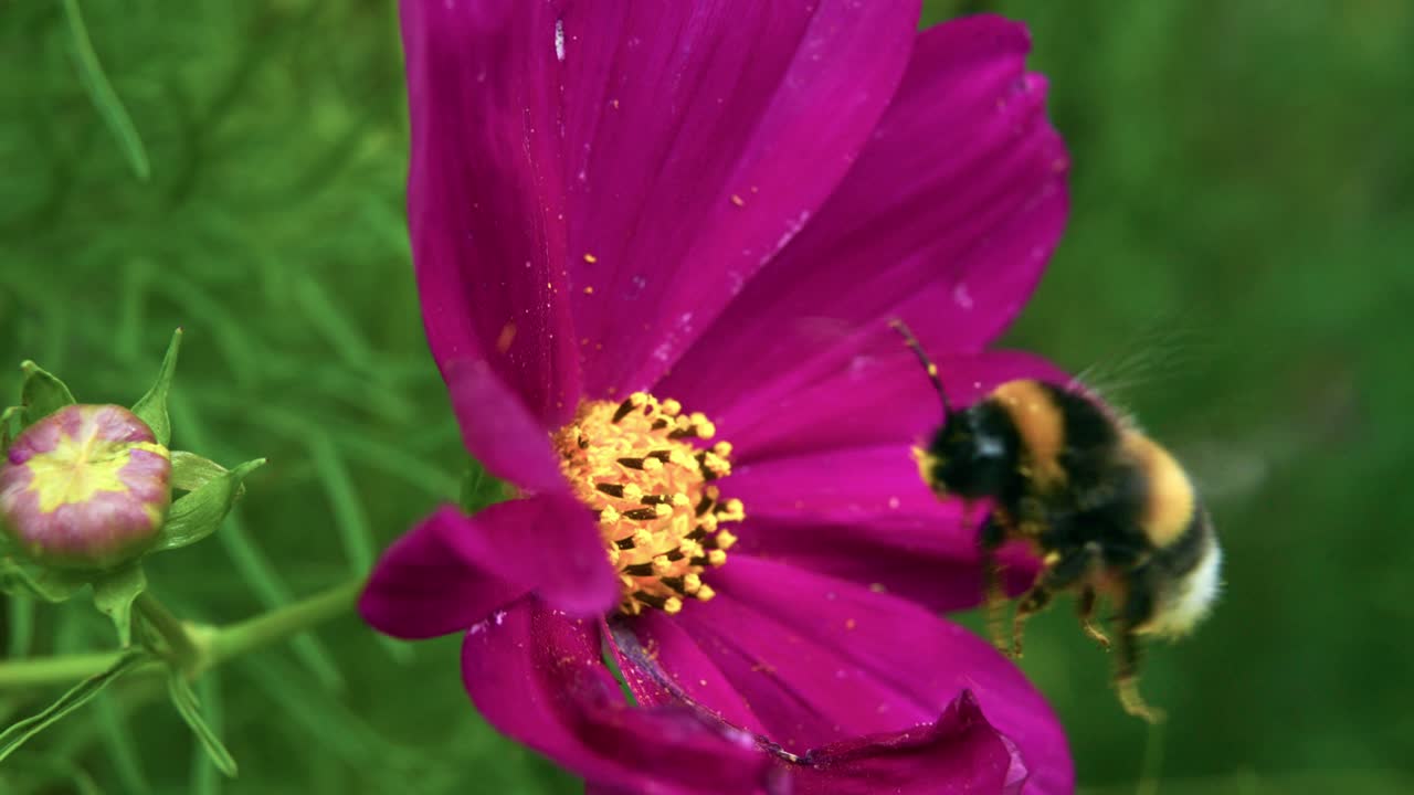 la abeja melífera extrae el néctar de la flor del aster mexicano mientras los granos de polen se adhieren a su cuerpo