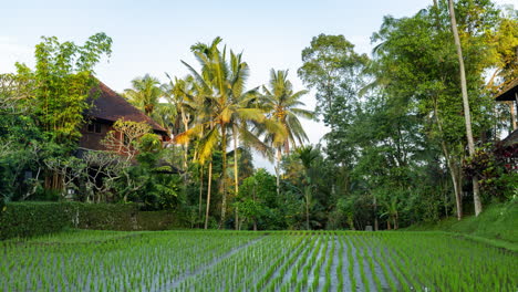 palm trees and rice fields landscape in bali