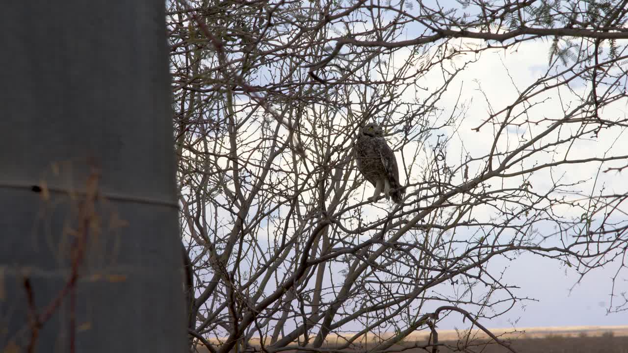 búho real manchado sentado en un árbol, mirando alrededor, tanque de agua en primer plano
