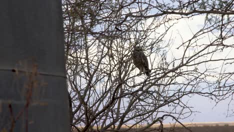 Spotted-eagle-owl-sitting-in-a-tree,-looking-around,-water-tank-in-the-foreground