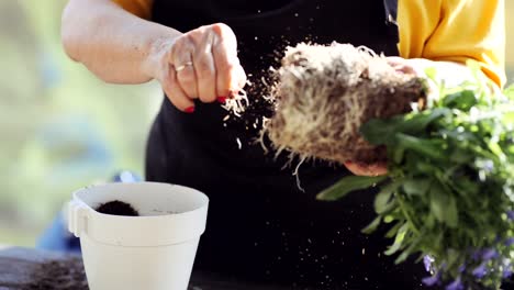 Crop-woman-transplanting-plant