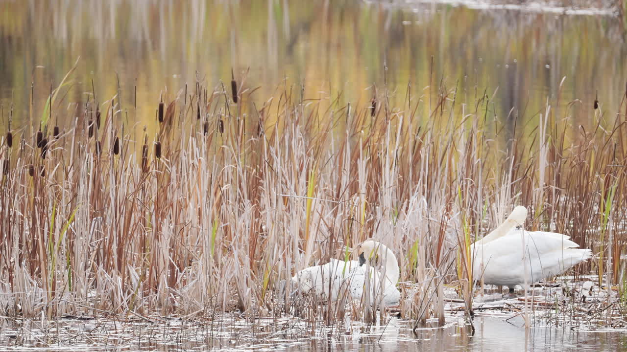 Two swans cleaning themselves in a lake with reeds