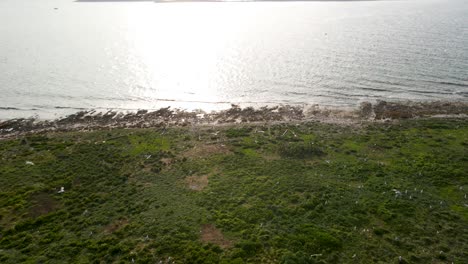 Bandada-De-Gaviotas-Volando-Sobre-La-Tierra-De-La-Costa,-Dugi-Otok,-Croacia