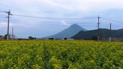 Flotando-Sobre-Las-Flores-Japonesas-De-Nanohana-Hacia-La-Montaña-Kaimondake