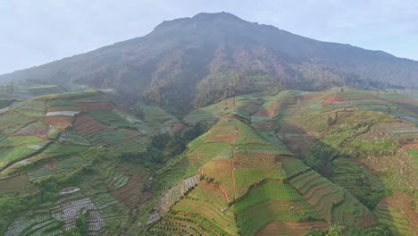 Aerial-view-of-largest-tobacco-plantation-on-the-hillside-of-mountain