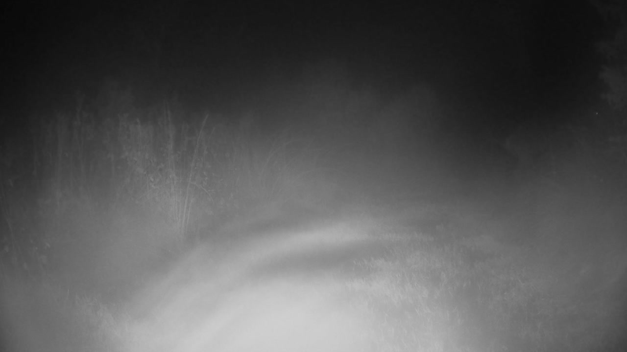 유령 같은 수의 은 사 (cervus elaphus) 이 밤에 숲을 고 있다.