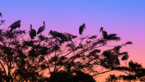 Cigüeñas-Posadas-En-Las-Ramas-De-Los-árboles-Con-Un-Cielo-Crepuscular-De-Color-Púrpura-Y-Rosa-De-Fondo,-Creando-Una-Vista-Serena-Y-Pintoresca