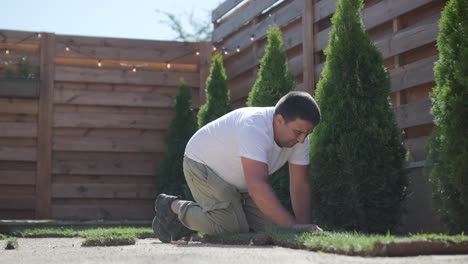 gardener laying lawn in private yard with wooden fence