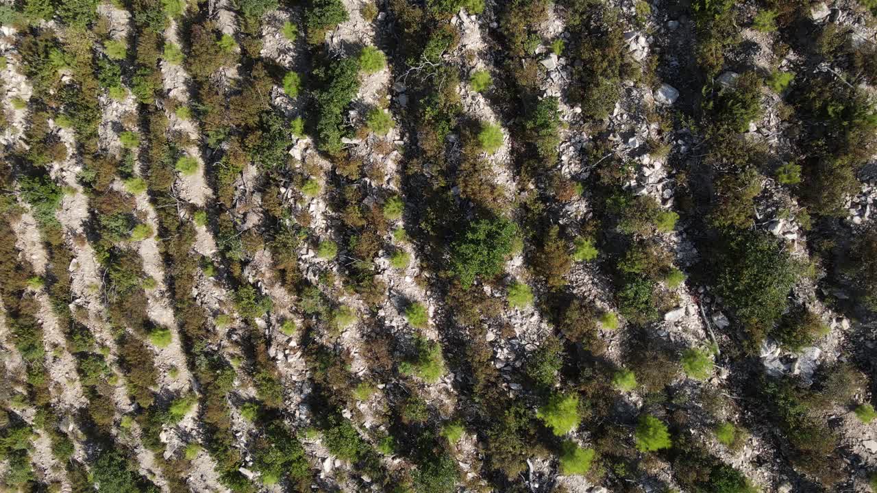 el árbol de pino vuelve a crecer