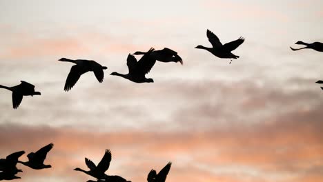 Silhouette-Von-Wildgänsen,-Die-In-Der-Abenddämmerung-In-V-Formation-Gegen-Bewölkten-Himmel-Fliegen---Nahaufnahme-Schwenk