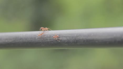hormigas que transportan comida