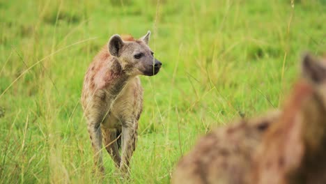 Alone-Hyena-waiting-to-get-on-kill,-walking-through-the-luscious-greenry-of-the-Masai-Mara-North-Conservancy,-Wildlife-in-Maasai-Mara-National-Reserve,-Kenya