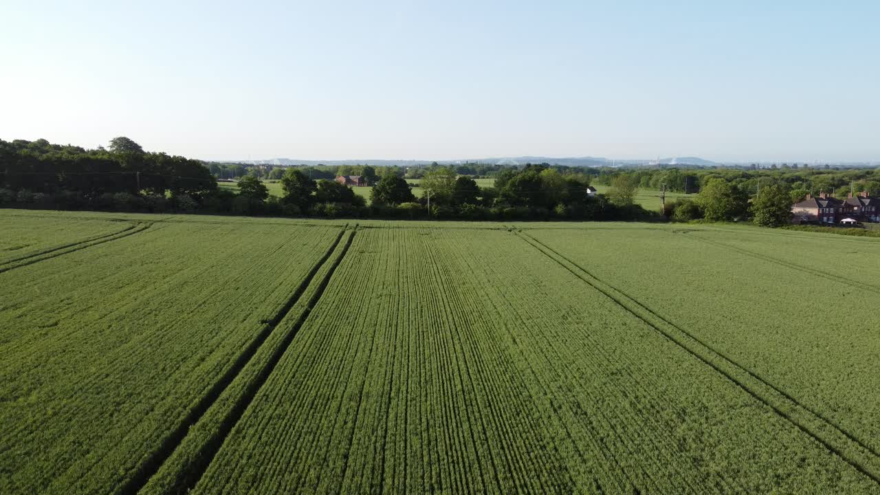 Luftaufnahme von grünen Bio-Weizenfeldern, absteigende Kamerafahrt in die Furche auf englischem Ackerland während des Sonnenaufgangs am frühen Morgen bei blauem Himmel.