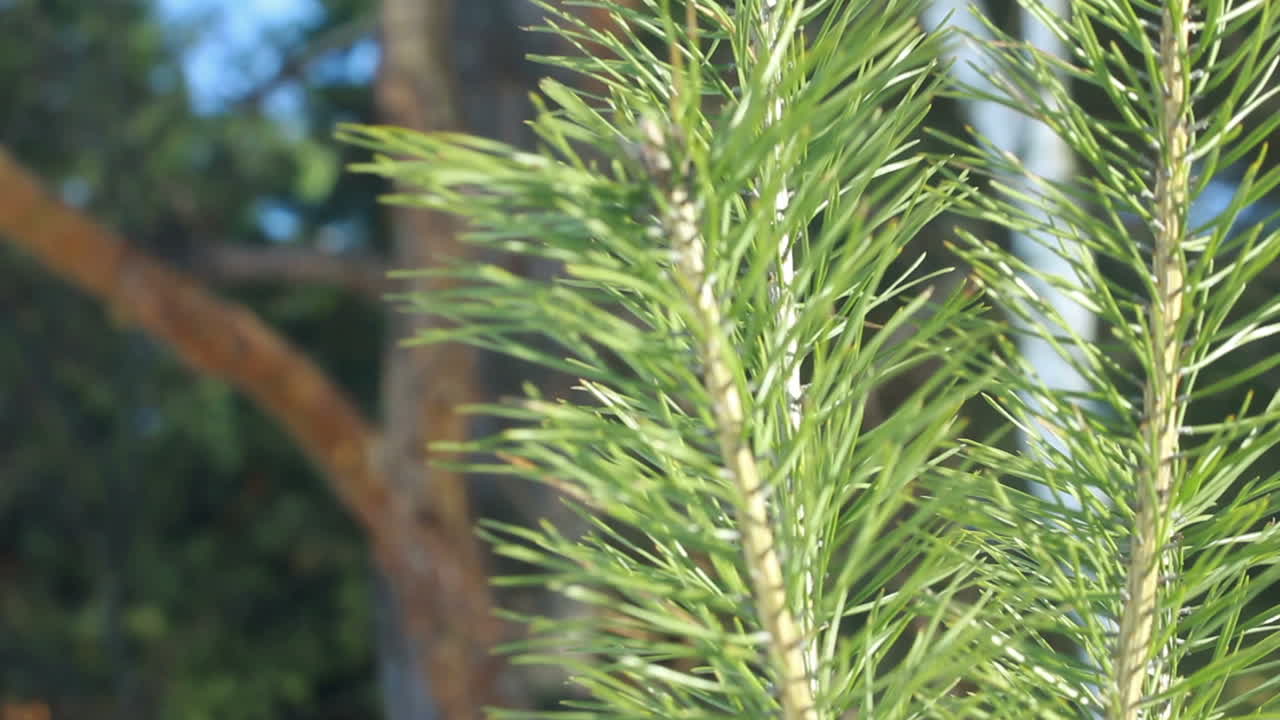 여름 에 소나무 바늘. 클로즈업.  ⁇ 빛 에 있는 소나무 가지. 상록 나무
