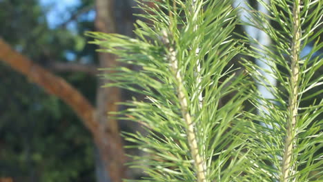 agujas de pino en verano. primer plano. rama de pino a la luz del sol. árbol de hoja perenne