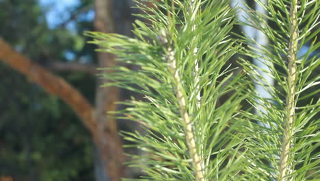 pine needles in summer. closeup. pine tree branch in sunlight. evergreen tree