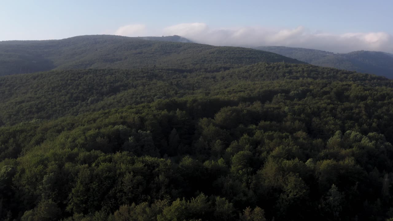 Flying low over a dense, green forest on a sunny day in Macedonia