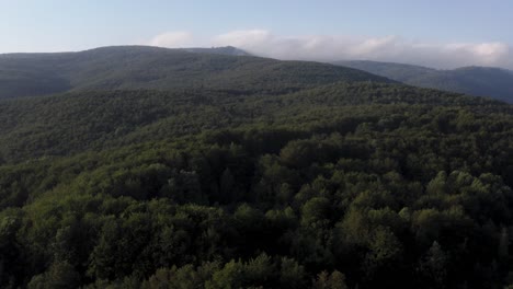 flying low over a dense, green forest on a sunny day in macedonia