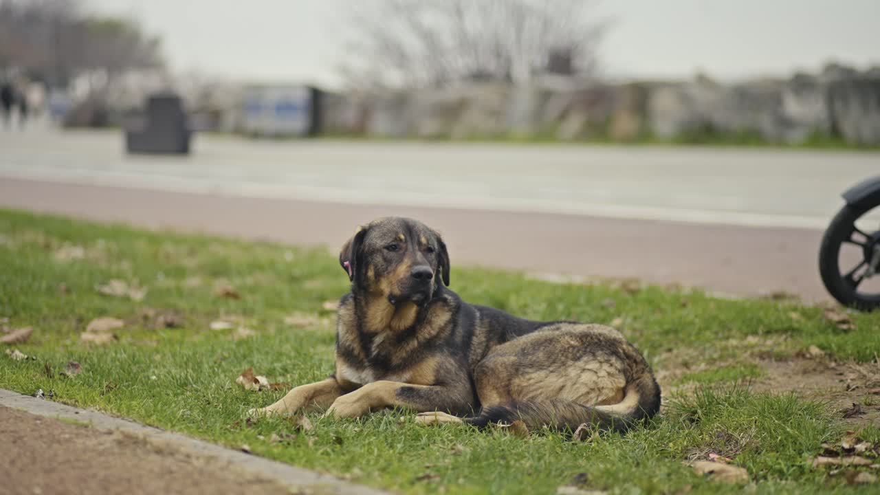 a Homeless Dog Sitting, Sleeping, Playing