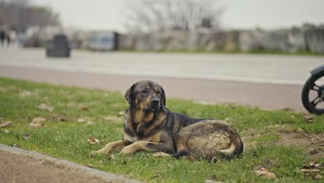 a-Homeless-Dog-Sitting,-Sleeping,-Playing