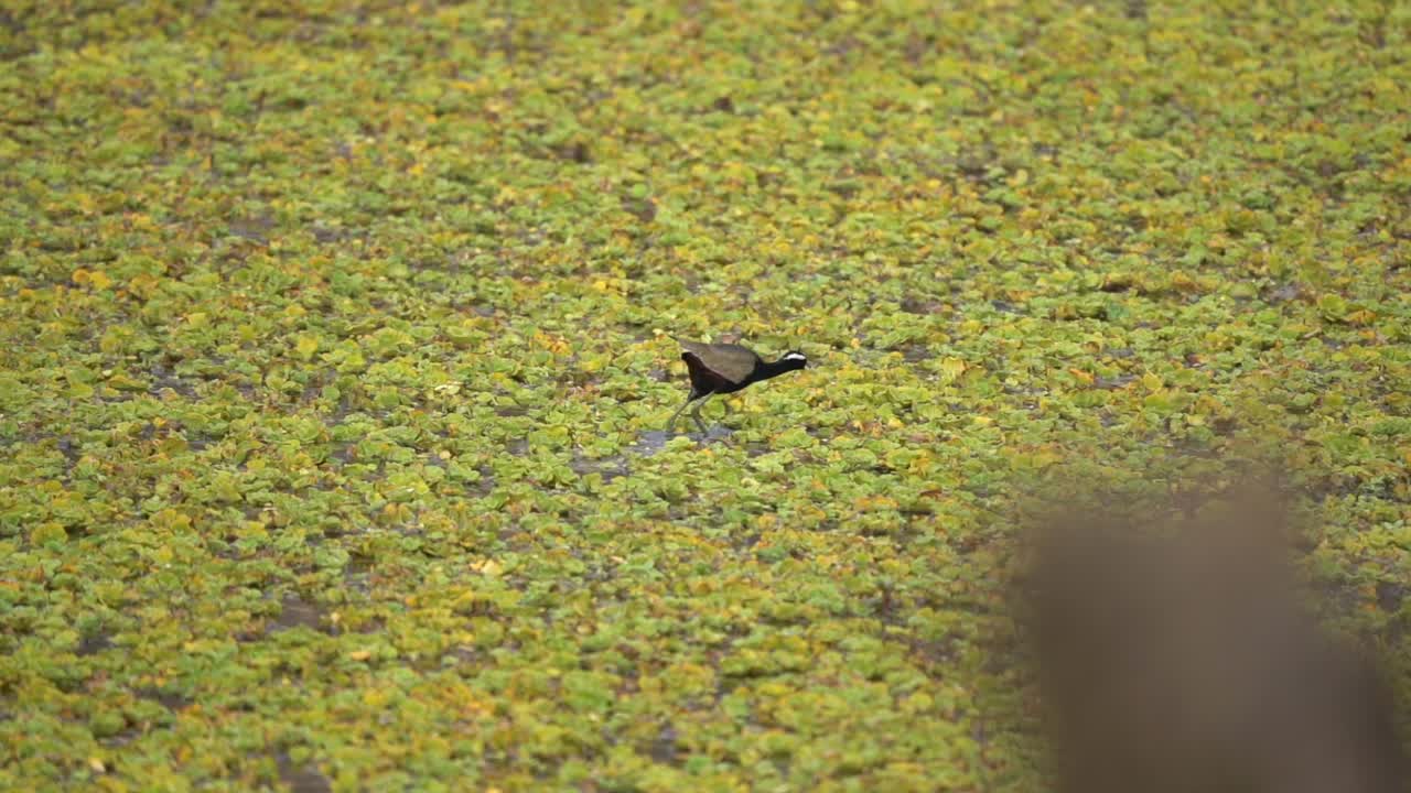 연못의 식물 위를 걷는 동안 음식을 찾는 청동 날개 달린 자카나